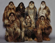 Przedstawiciele rasy Wookiee.